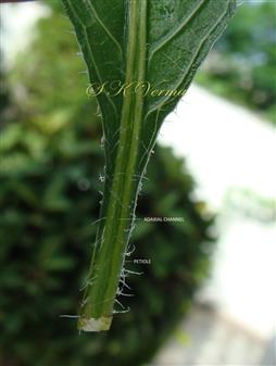  Leaf base (Adaxial View)